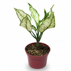 AGLAONEMA SNOW WHITE