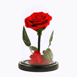 Beauty And The Beast Rose