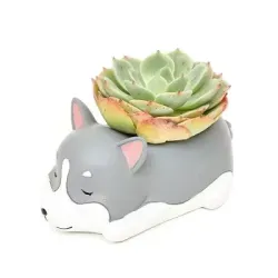 ECHEVERIA CAT