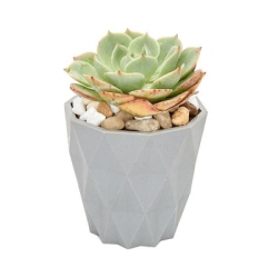 ECHEVERIA SUCCULENT (GREY PLANTER)